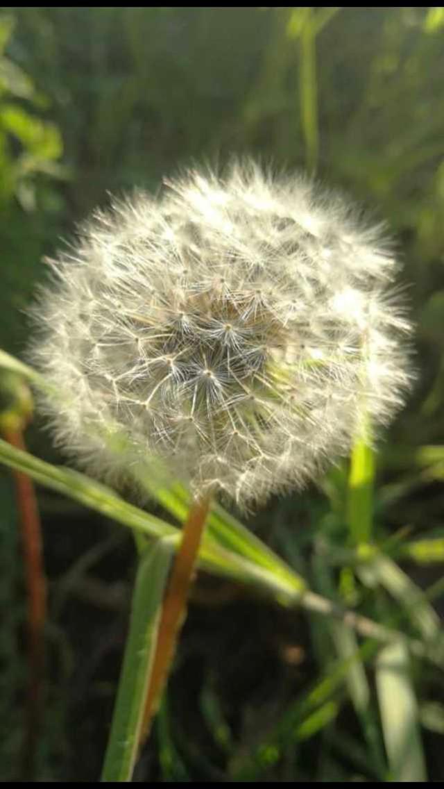 Pusteblume *