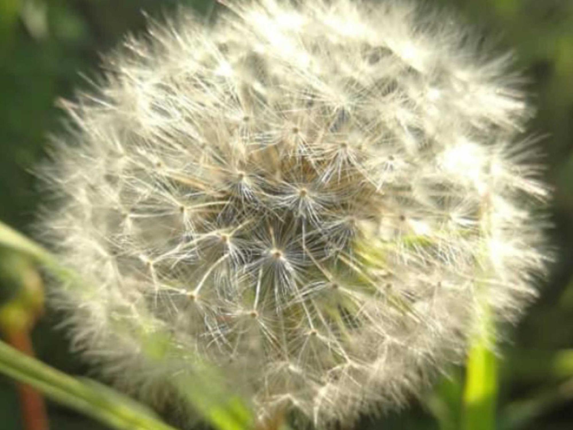 Pusteblume Edertal